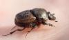 Onthophagus similis